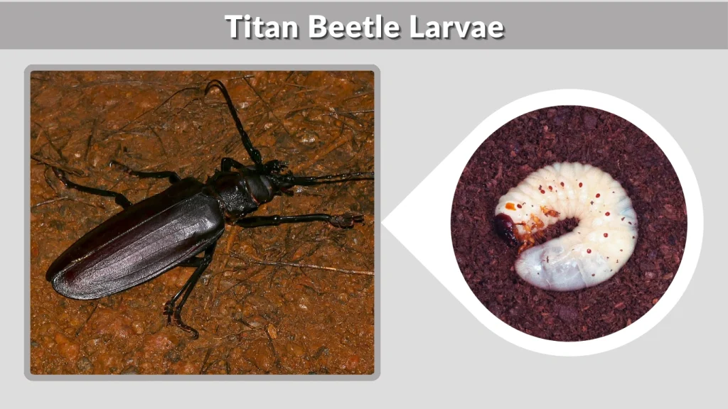 Titan Beetle Larvae