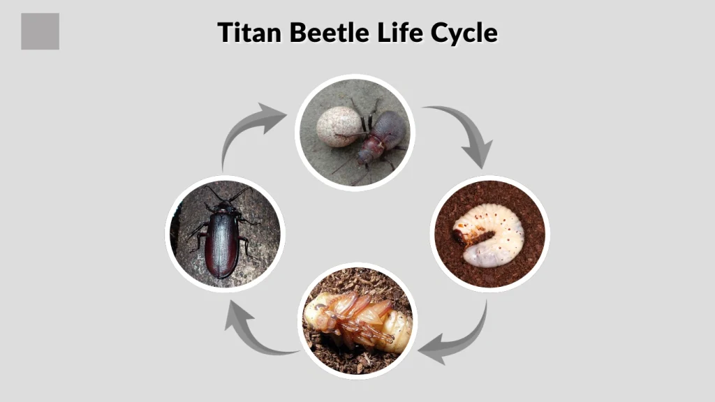 Titan Beetle Life Cycle