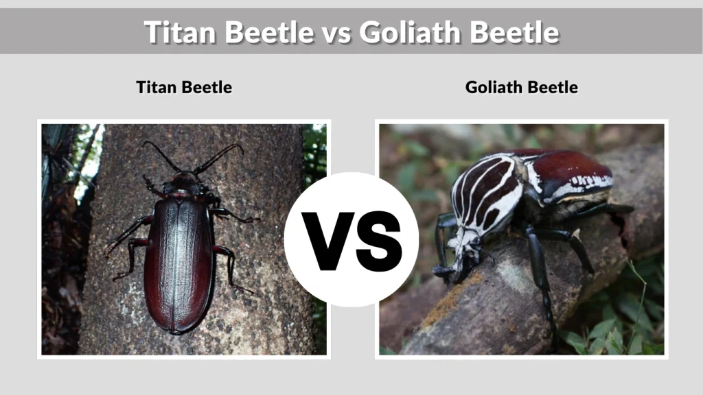 Titan Beetle vs Goliath Beetle
