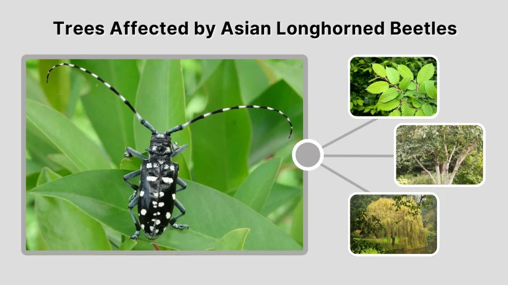 Trees Affected by Asian Longhorned Beetles