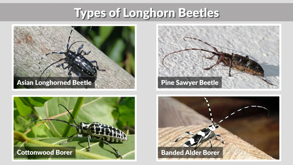 Types of Longhorn Beetles