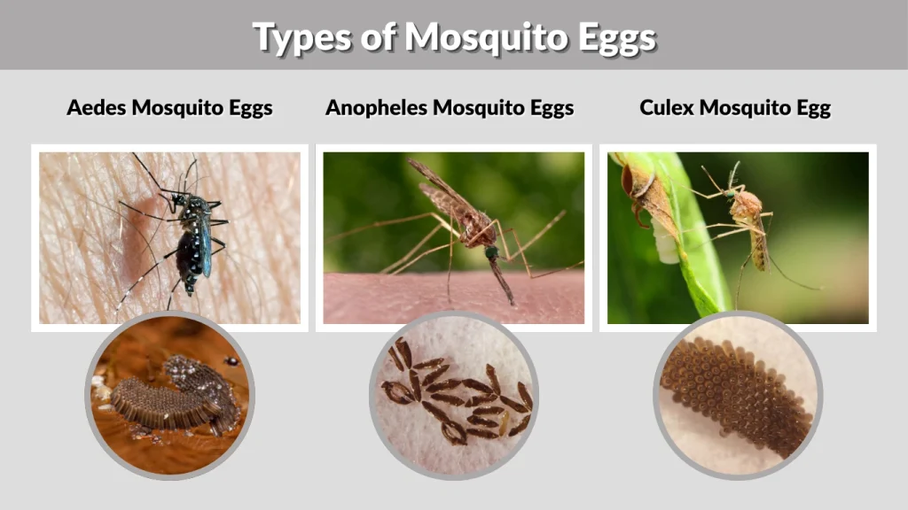 Types of Mosquito Eggs
