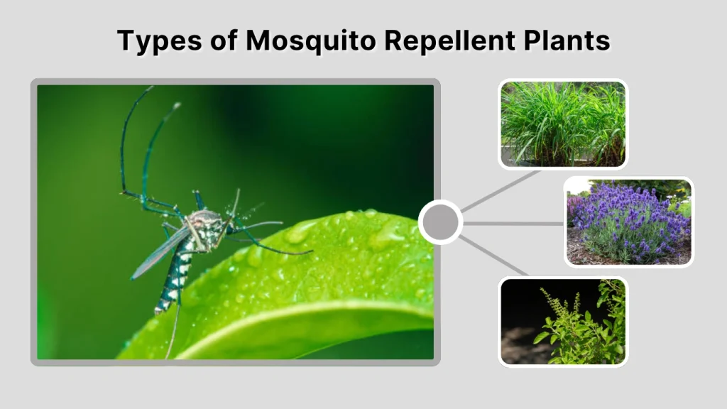 Types of Mosquito Repellent Plants