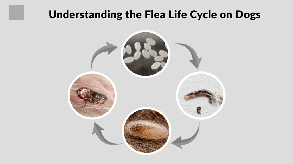 Understanding the Flea Life Cycle on Dogs