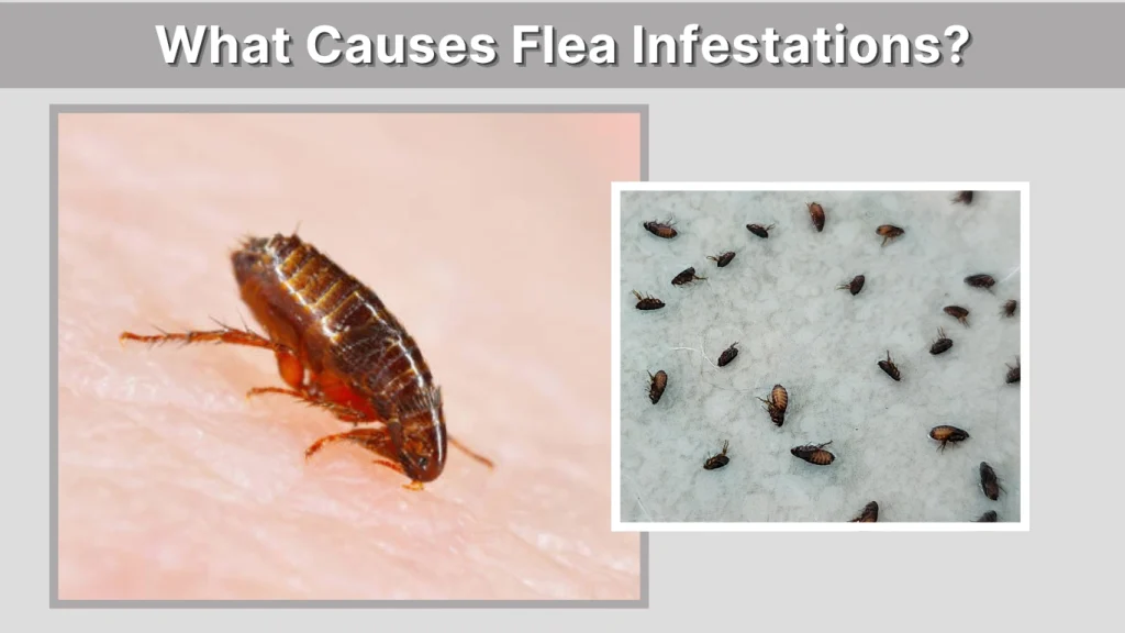 What Causes Flea Infestations