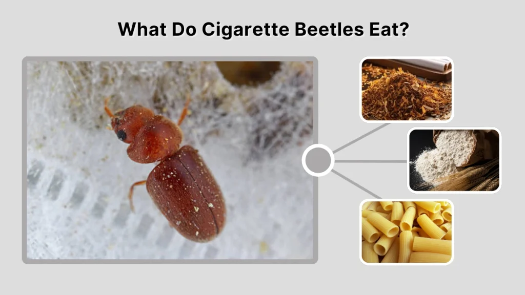 What Do Cigarette Beetles Eat