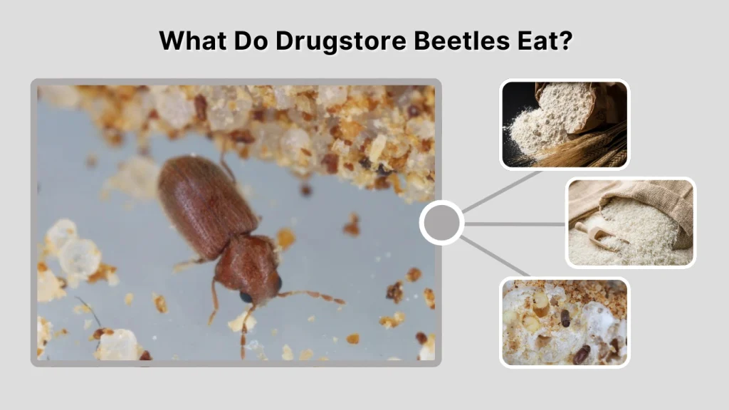 What Do Drugstore Beetles Eat