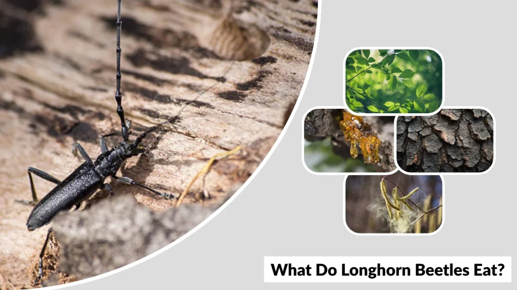 What Do Longhorn Beetles Eat