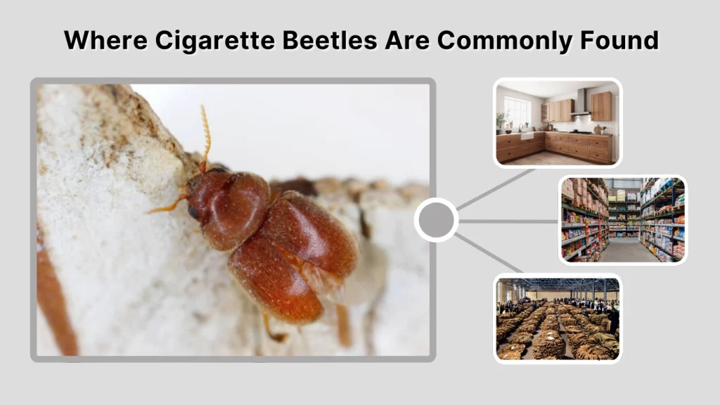 Where Cigarette Beetles Are Commonly Found
