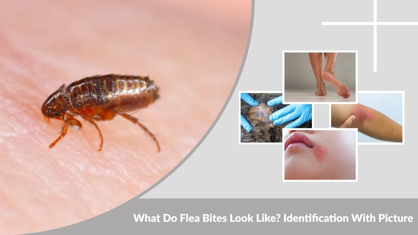 What Do Flea Bites Look Like? Identification With Picture
