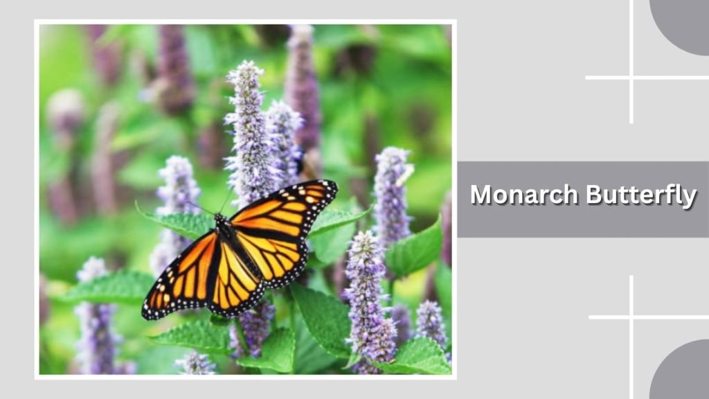 Monarch Butterfly