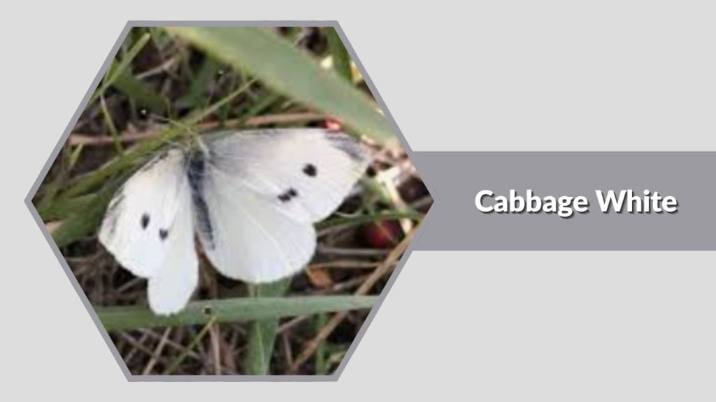Cabbage White