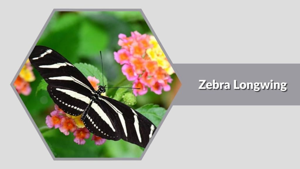 Zebra Longwing