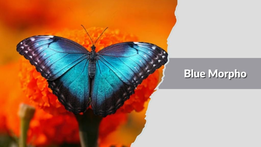  Blue Morpho