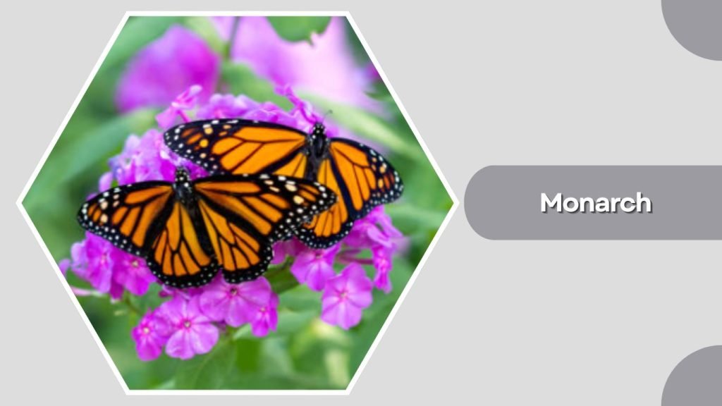  Monarch