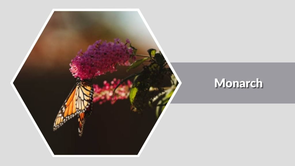 Monarch