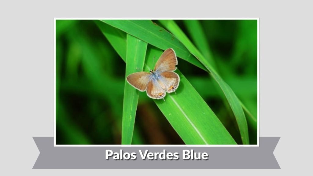 Palos Verdes Blue
