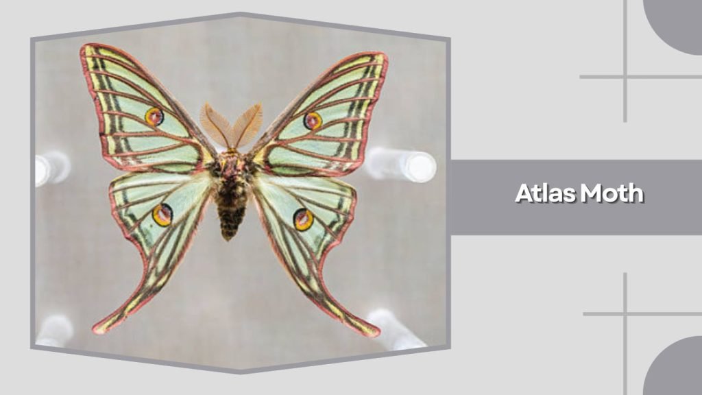 Atlas Moth