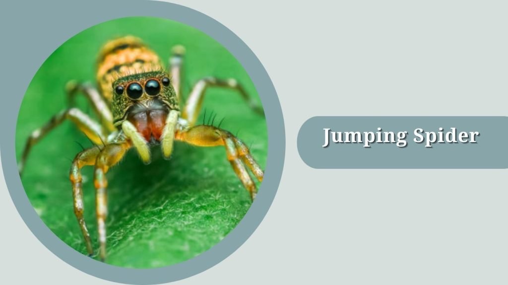 Jumping Spider