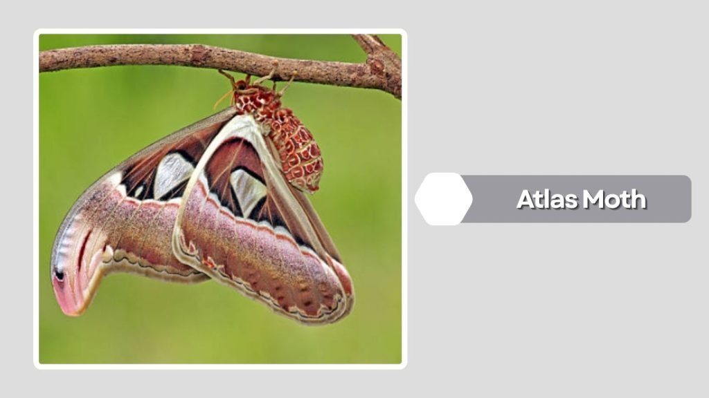 Atlas Moth