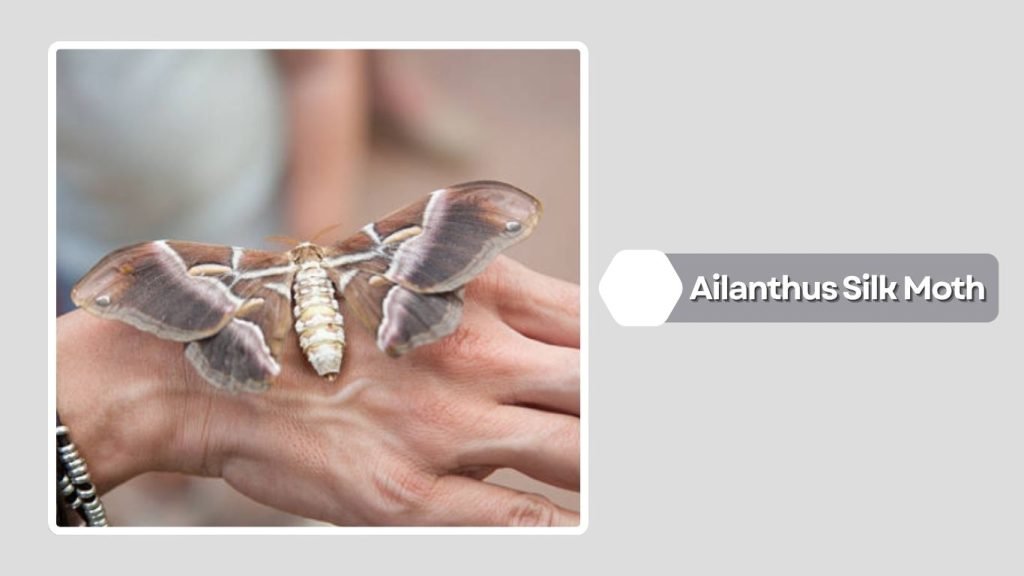 Ailanthus Silk Moth
