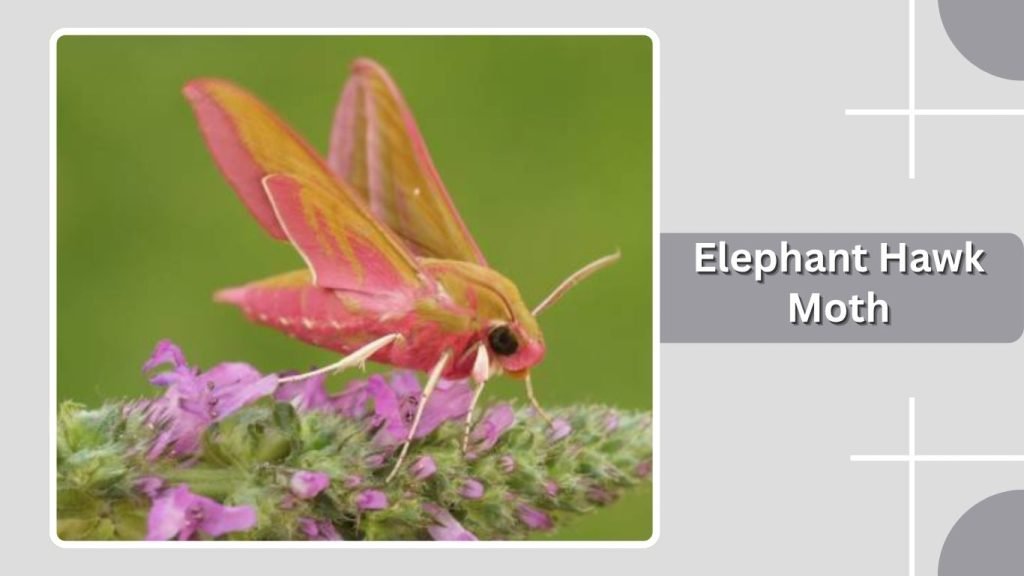 Elephant Hawk Moth