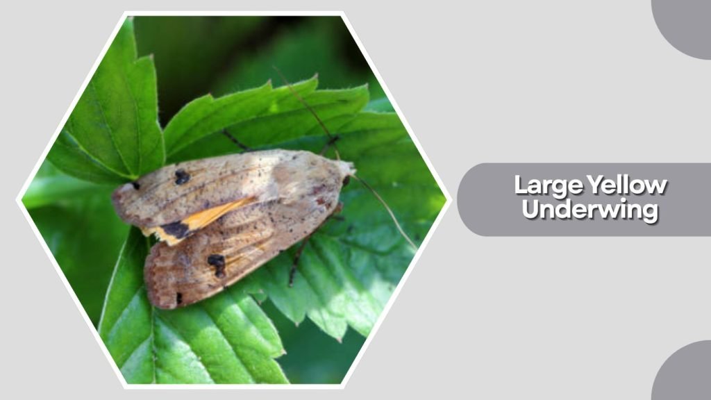 Large Yellow Underwing