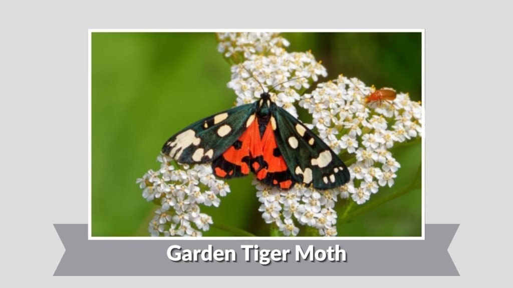 Garden Tiger Moth