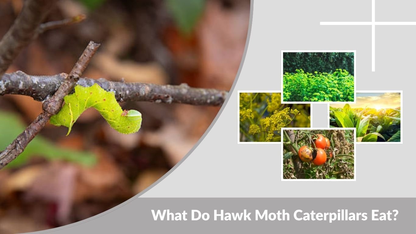 What Do Hawk Moth Caterpillars Eat? Full Guide