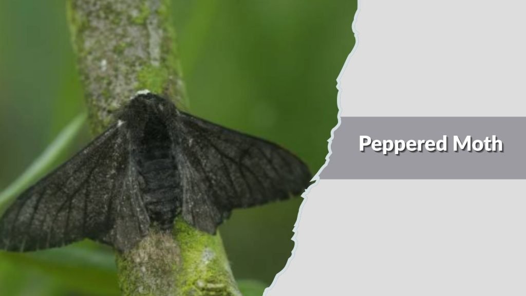 Peppered Moth