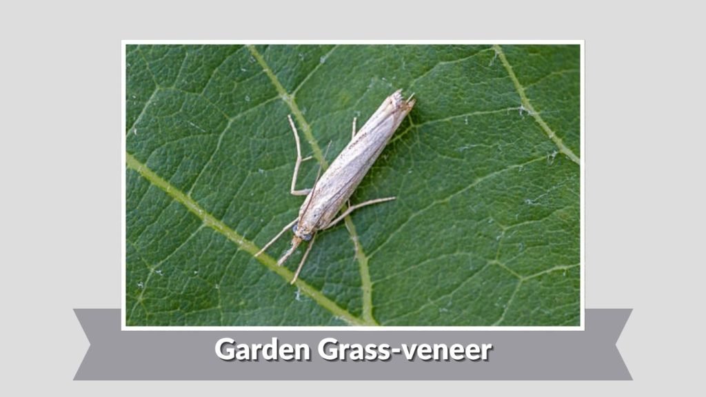 Garden Grass-veneer