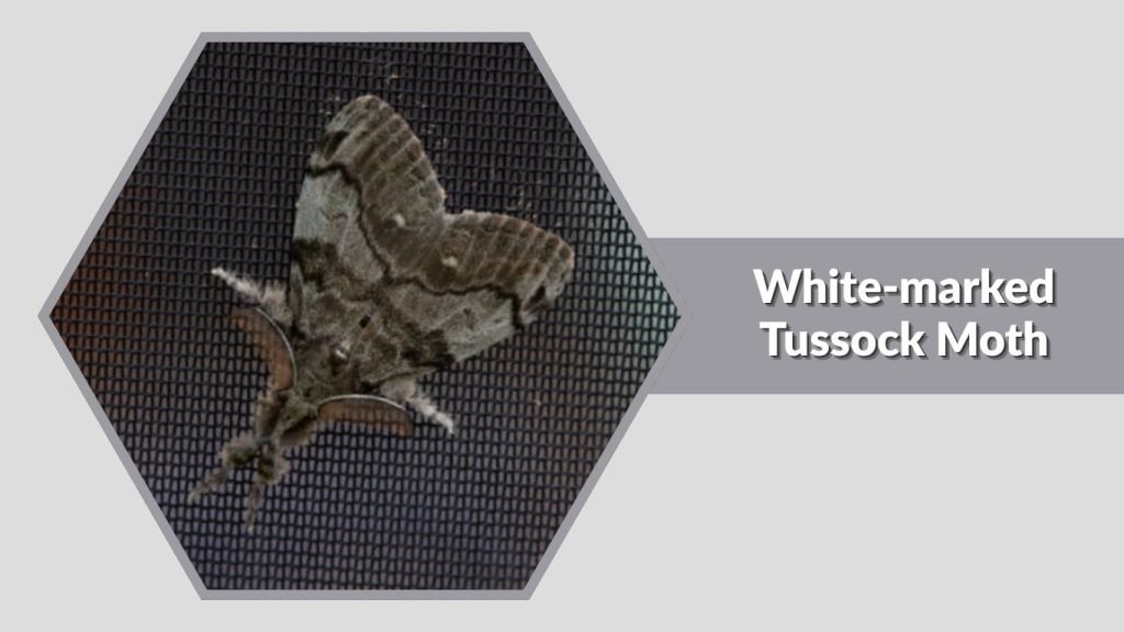 White-marked Tussock Moth