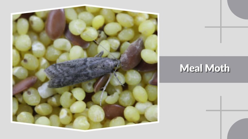 Meal Moth
