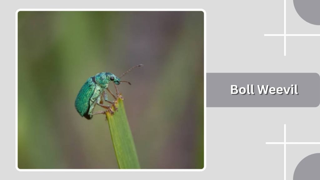 Boll Weevil