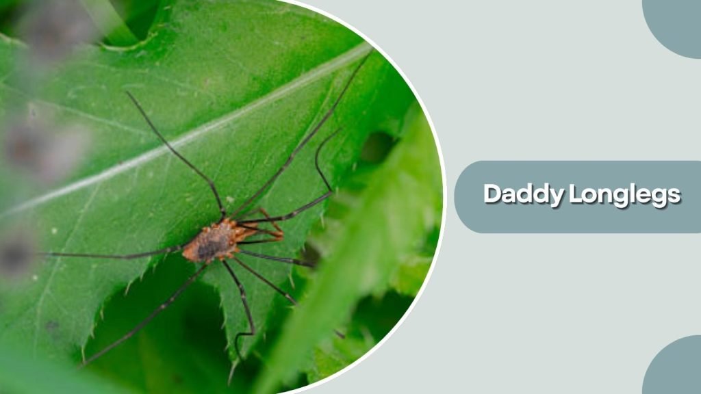  Daddy Longlegs