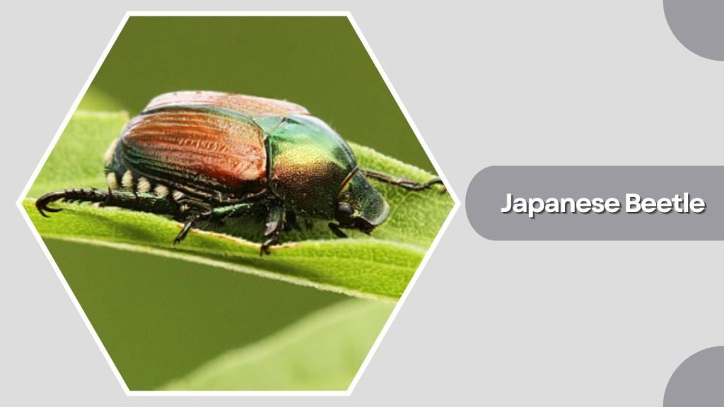 Japanese Beetle