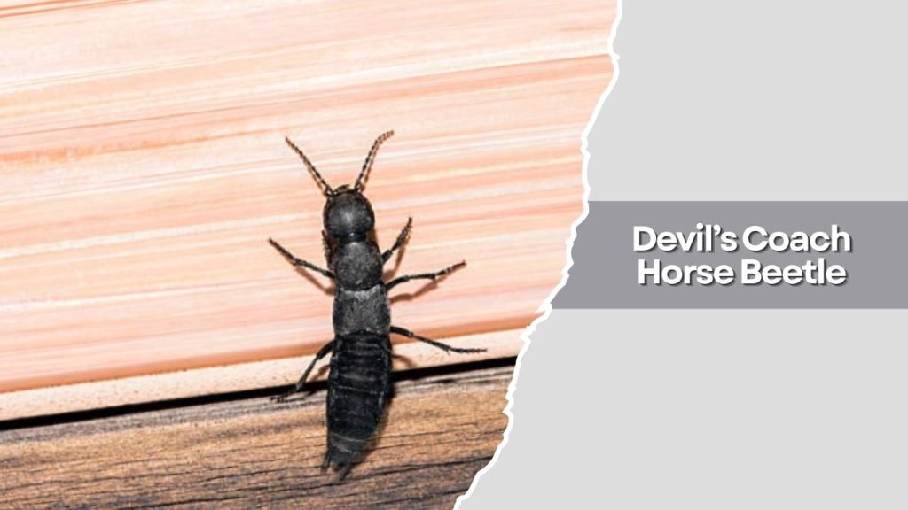 Devil’s Coach Horse Beetle