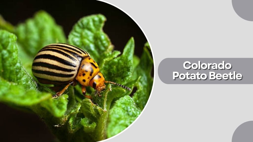 Colorado Potato Beetle