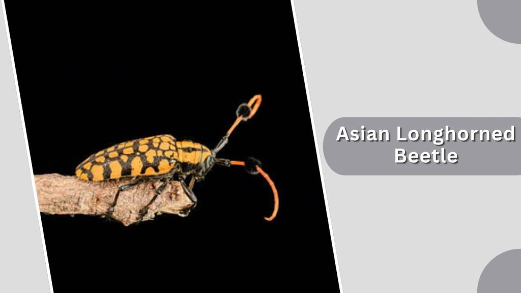  Asian Longhorned Beetle