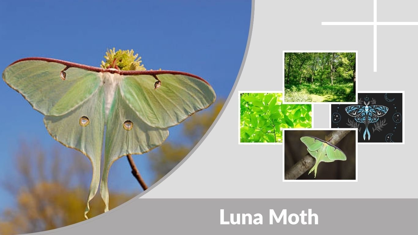 Luna Moth Habitat, Diet, Life Cycle, Lifespan & Facts