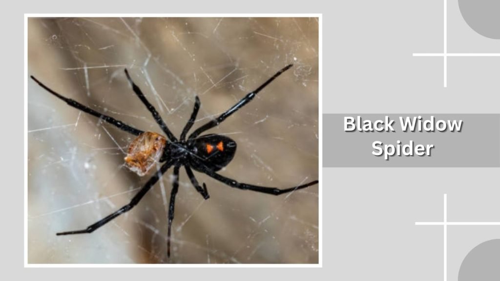 Black Widow Spider