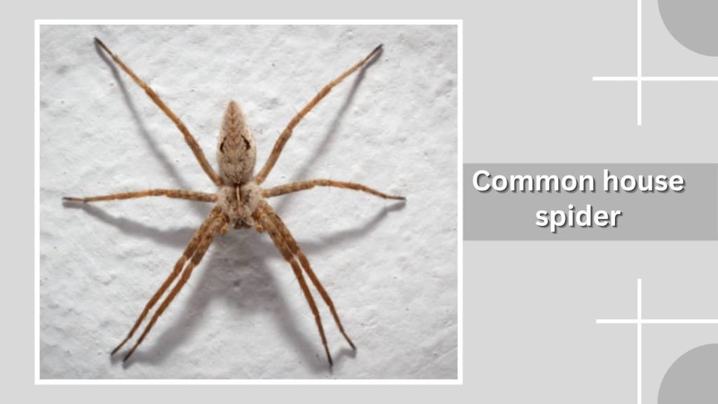 Common house spider