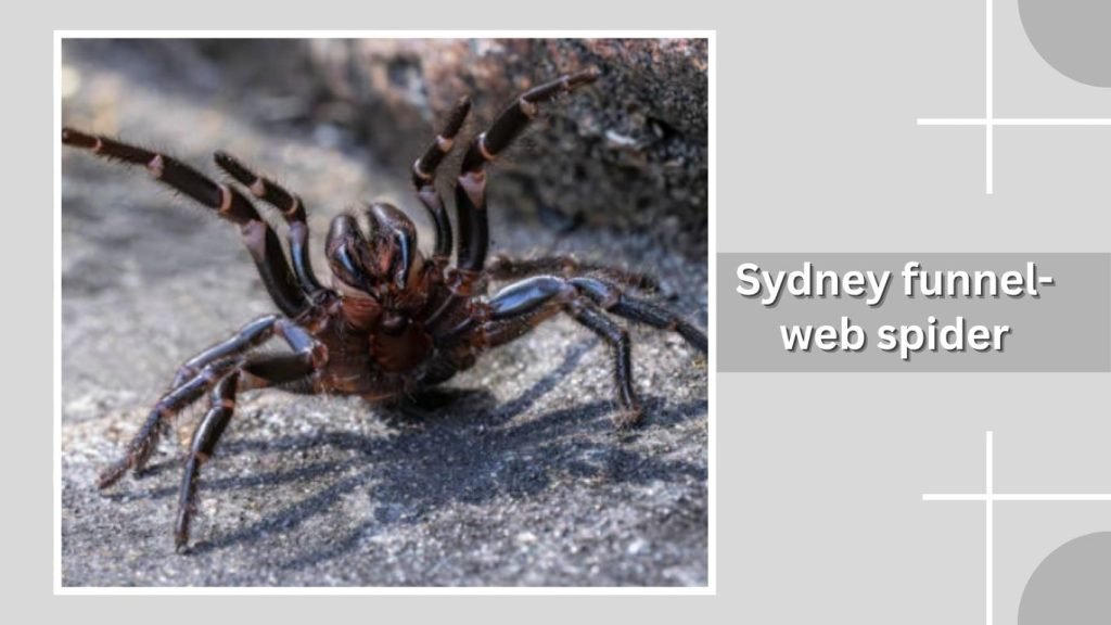 Sydney funnel-web spider
