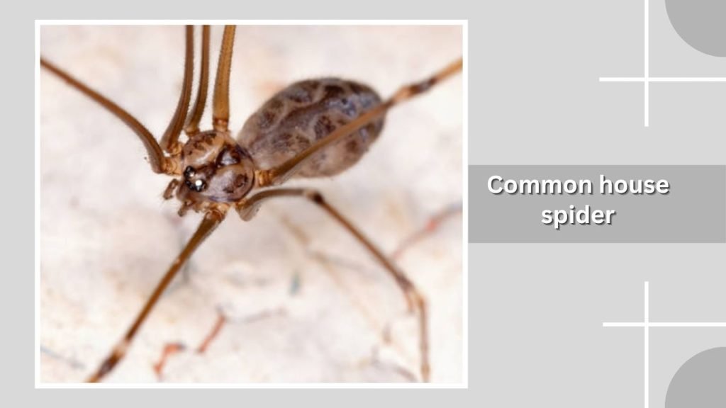 Common house spider