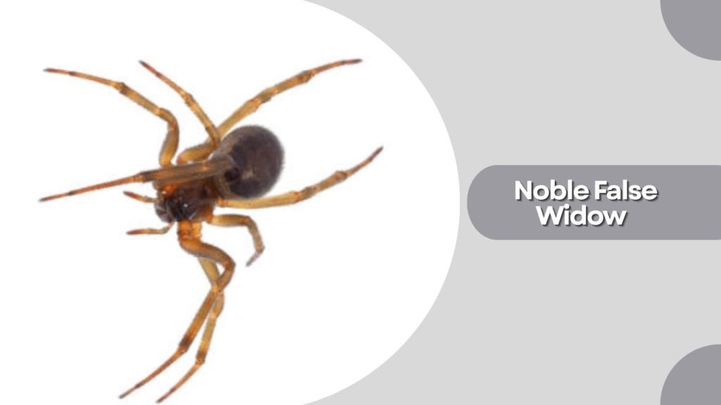 Noble False Widow