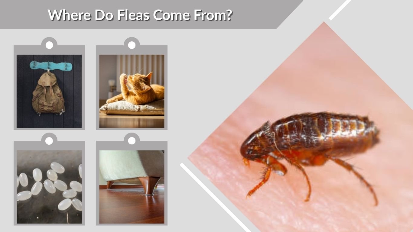 Where Do Fleas Come From? Flea Sources and Prevention