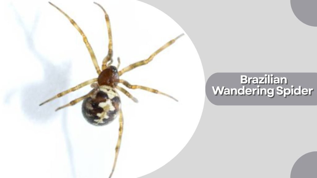 Brazilian Wandering Spider