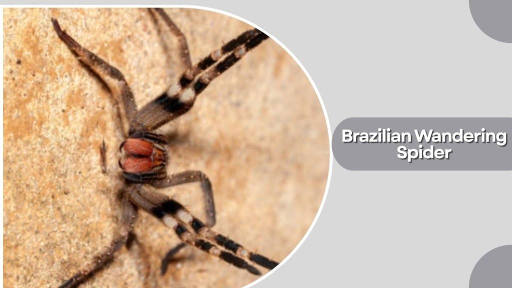Brazilian Wandering Spider