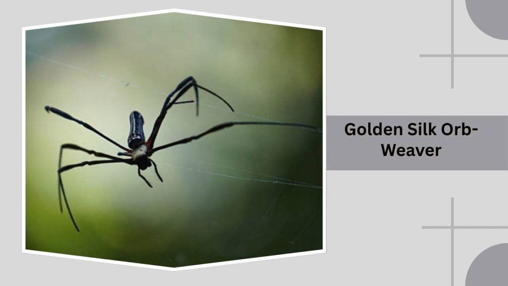 Golden Silk Orb-Weaver
