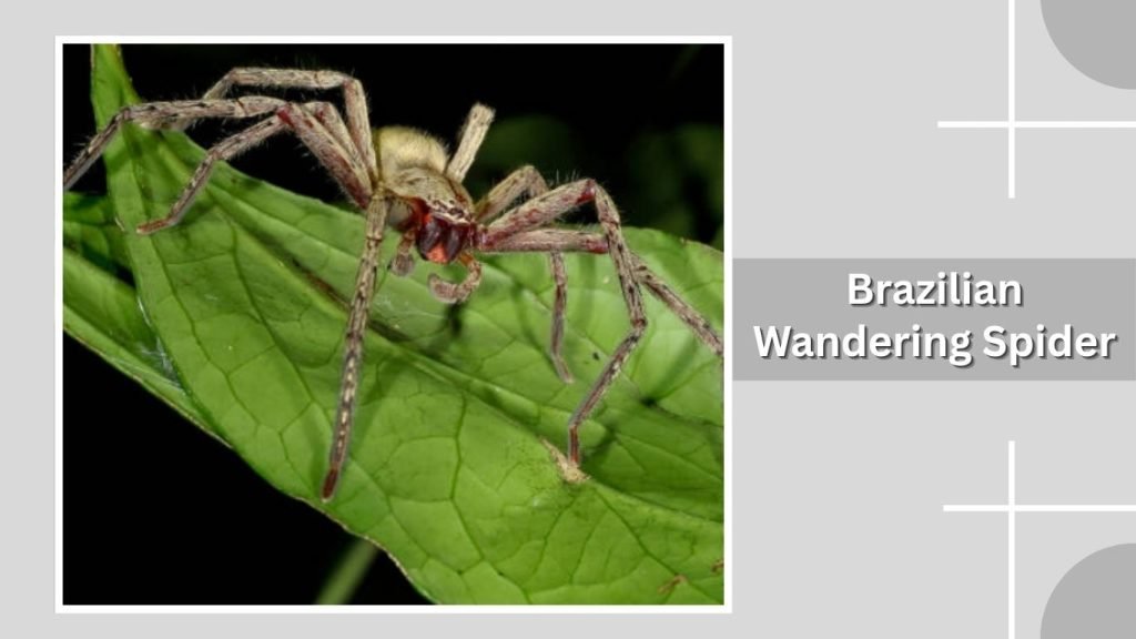  Brazilian Wandering Spider